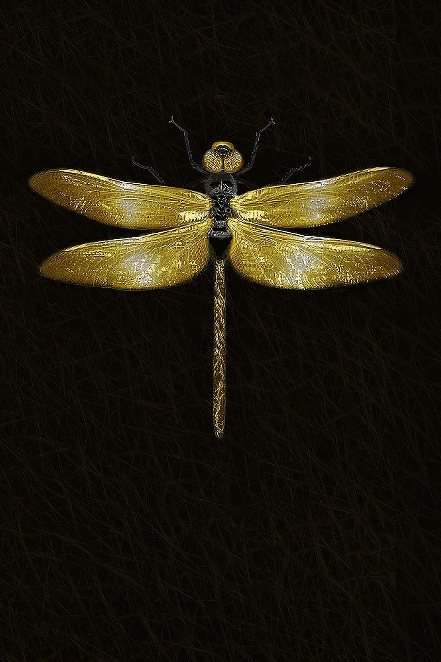dragonfly, insect, macro, wing, animal, close up, shiny, isolated HD wallpaper