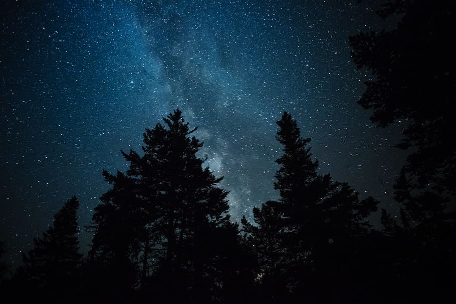 silhouette of trees under starry sky, camping, milky way, night