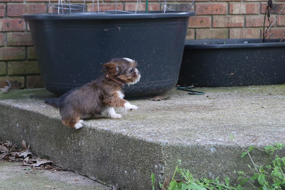 puppy, step, cute, little, sweet, mammal, one animal, animal themes HD wallpaper