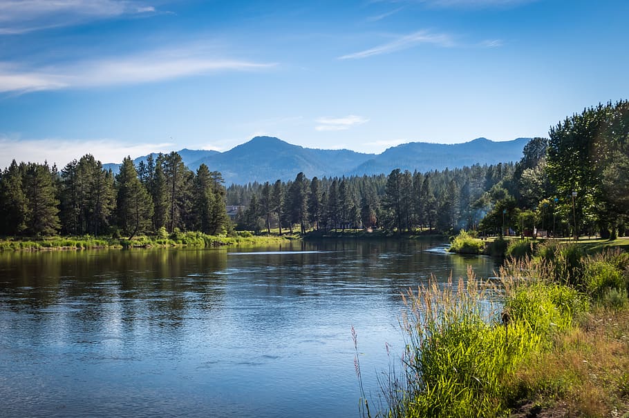 water, nature, outdoors, tree, plant, fir, abies, lake, conifer HD wallpaper