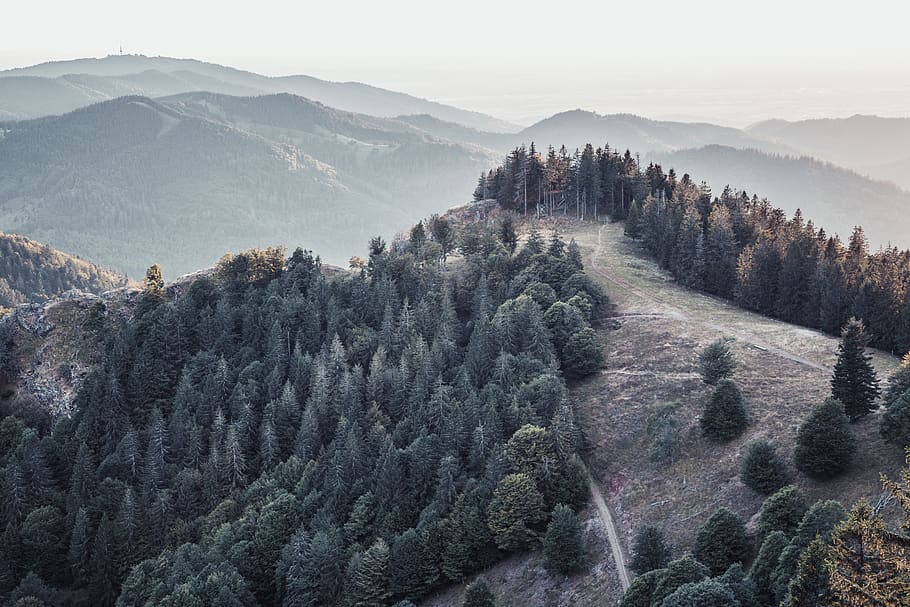 green trees on mountain, scenics - nature, plant, beauty in nature HD wallpaper