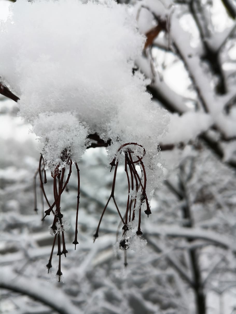 winter, snow, snowden, cold, white, cold temperature, plant, HD wallpaper