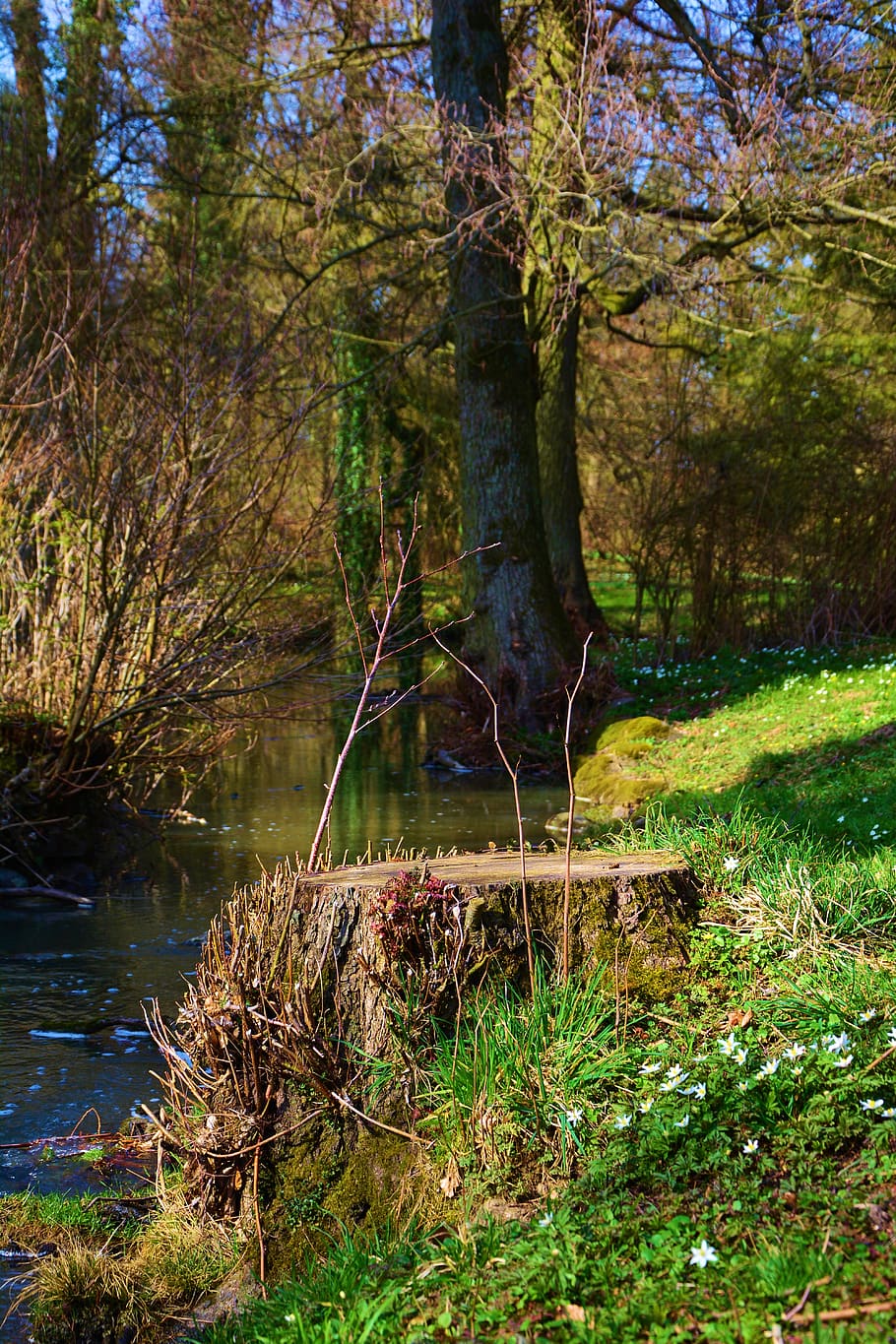 tree stump, forest, waters, spring, nature, wood, landscape HD wallpaper