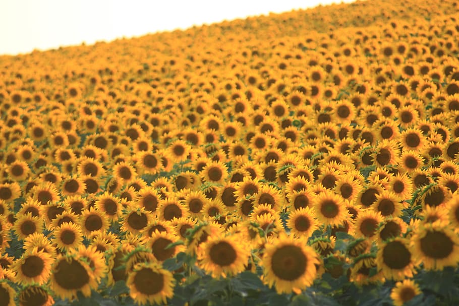 sunflower field during daytime, blossom, flora, plant, turkey HD wallpaper