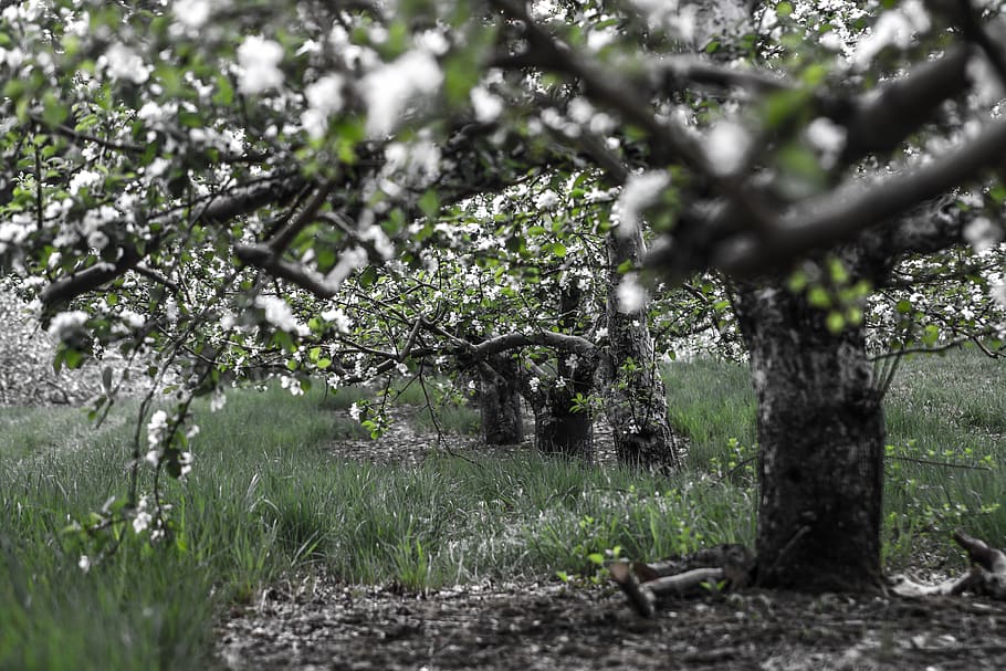 united states, harvard, trees, spring, apples, orchard, plant HD wallpaper