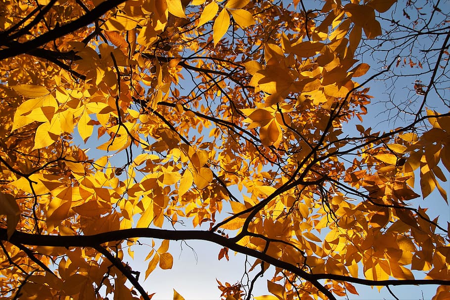 tree, foliage, autumn, colored, colors of autumn, shines through