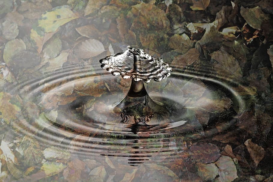 drip, inject, water, liquid, wet, collide, reflections, autumn HD wallpaper