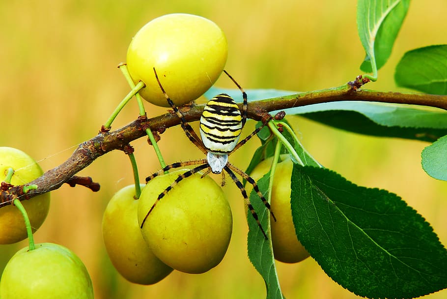 tygrzyk paskowany, arachnid, insect, fruit, plum, garden, animals HD wallpaper