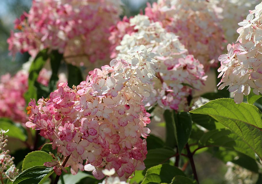 hydrangeas, flowers, summer, flowering, white, pink, nature HD wallpaper