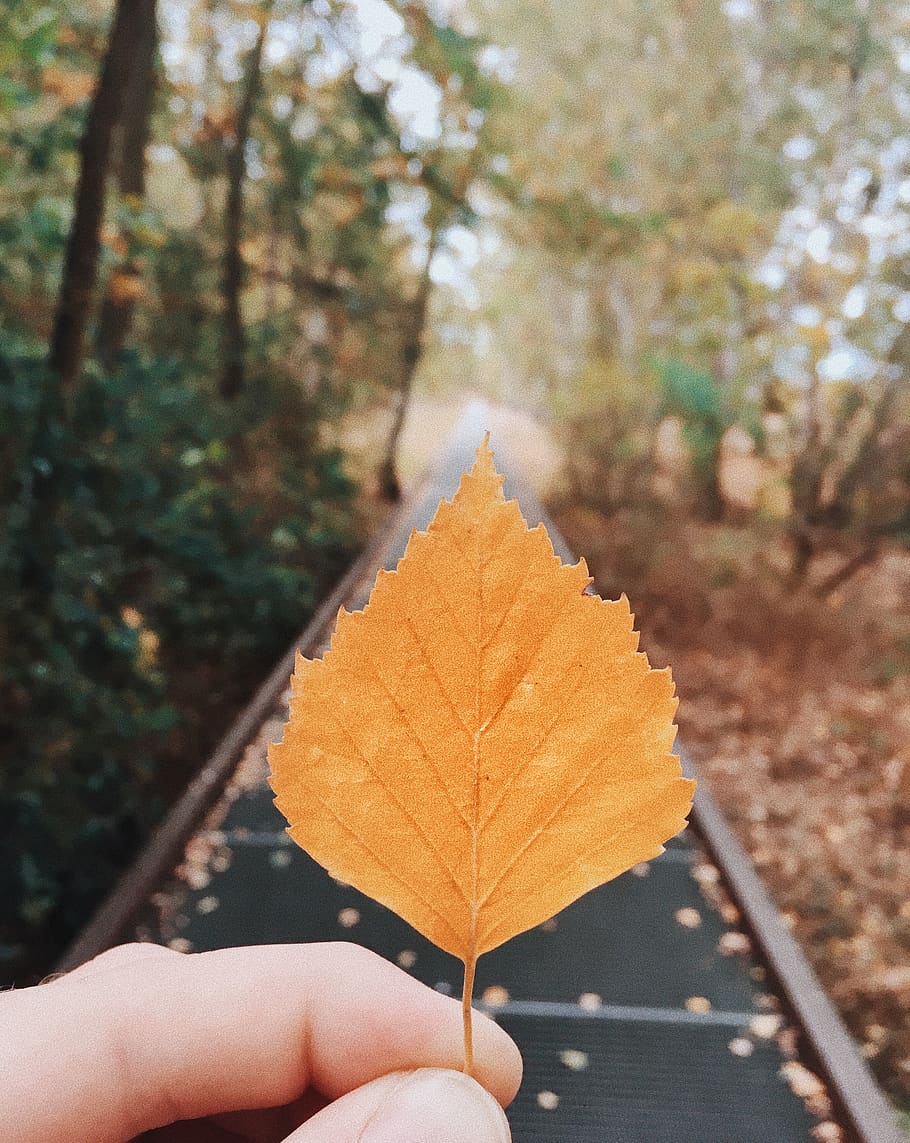 person holding orange leaf, germany, berlin, nature park schöneberger südgelände HD wallpaper