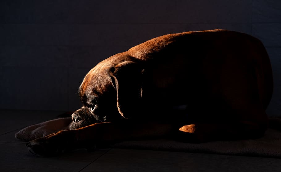 selective focus photography of short-coated brown dog, pet, canine