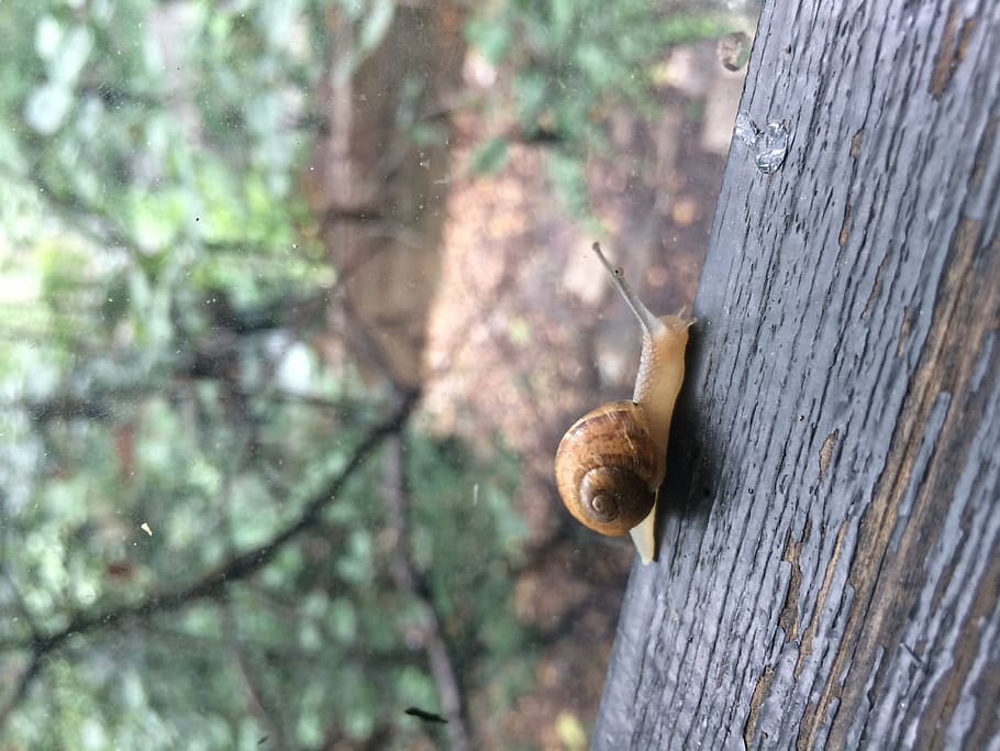 animal, snail, mollusk, tree, gastropod, animal wildlife, animal themes HD wallpaper
