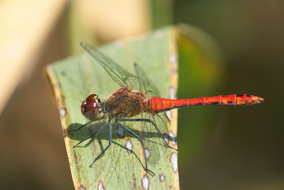 dragonfly, leaf, plant, red, eye, wing, background, animals in the wild HD wallpaper