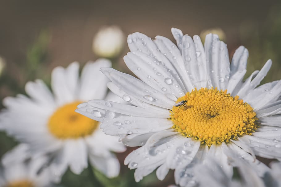 Macro Photography Of White Daisy Flowers, bloom, blossom, close-up HD wallpaper