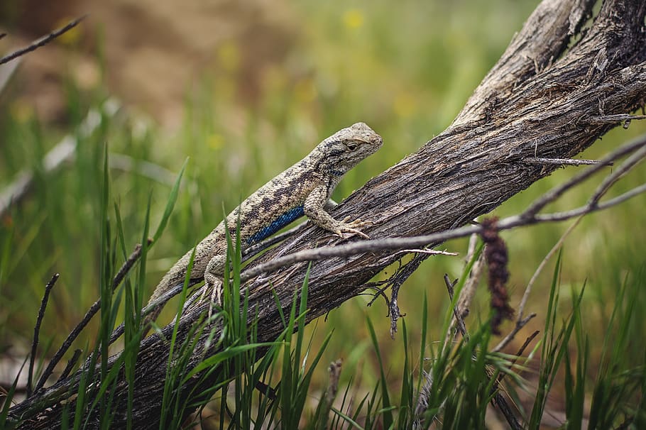 lizard, reptile, nature, grass, tree, plant, animals in the wild HD wallpaper