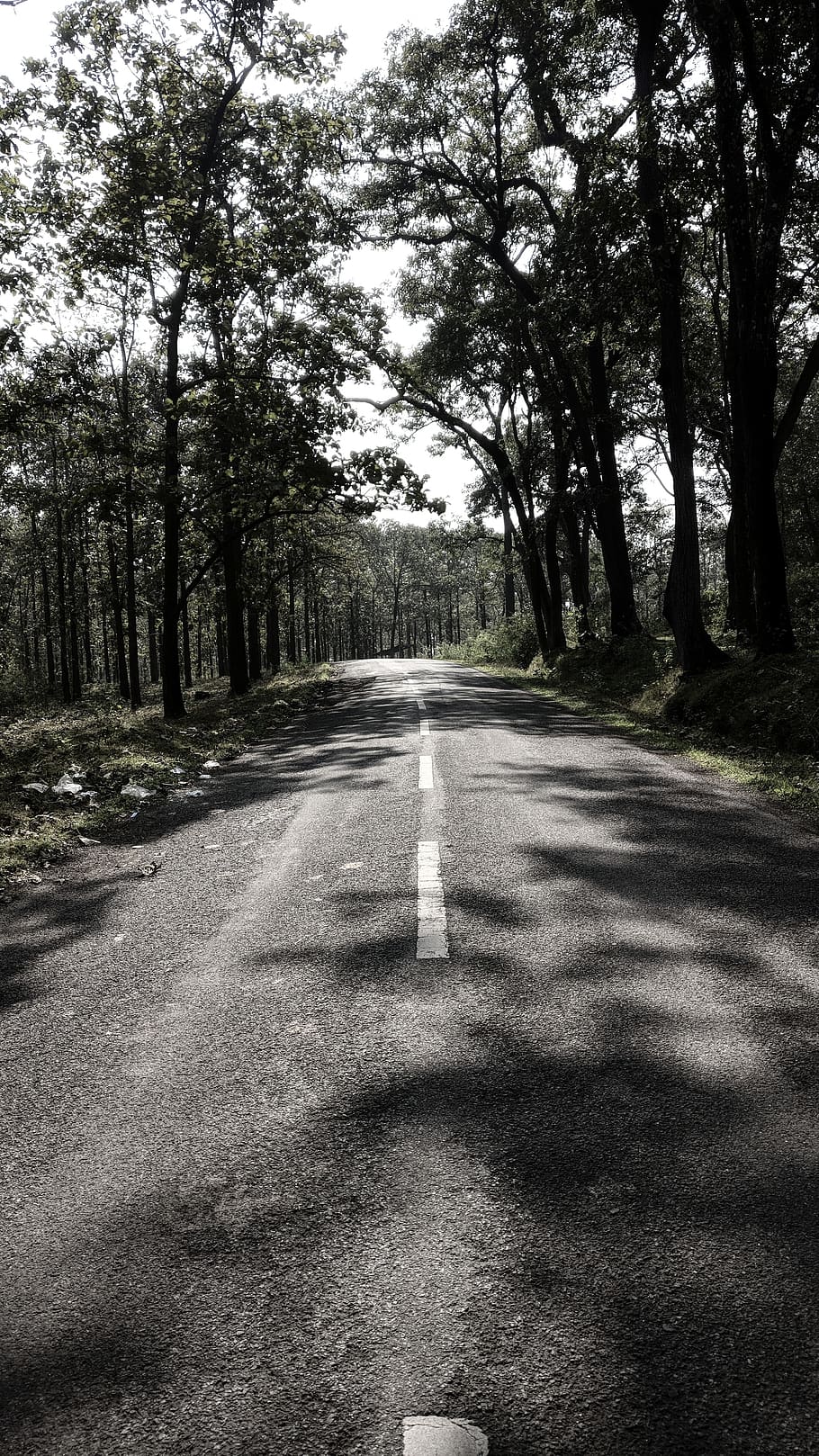 road, trees, forest, unknown, dark, plant, direction, the way forward HD wallpaper