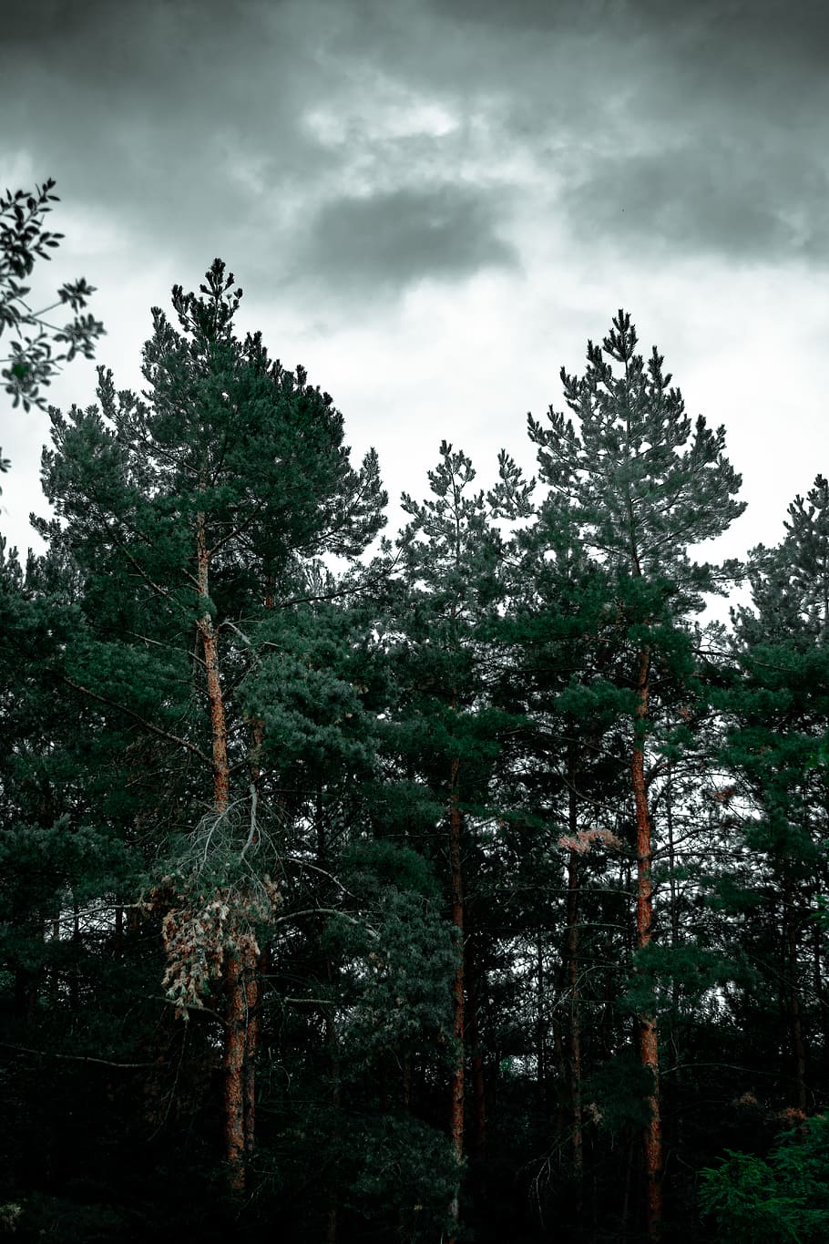 green-leafed tree, flora, plant, conifer, redwood, nature, vegetation HD wallpaper