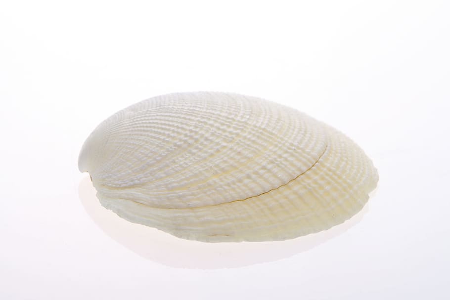 bone, close-up, closeup, coast, coastline, cockle-shell, conch HD wallpaper