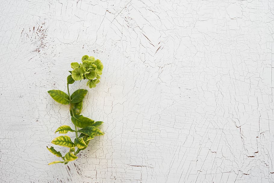 plant, green, background, structure, white, white background HD wallpaper