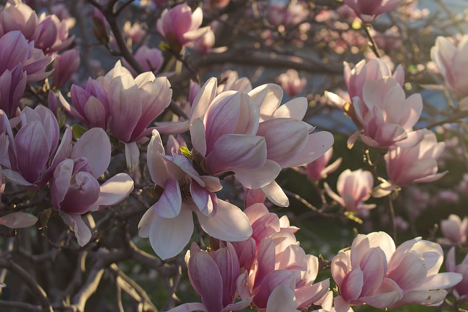 Tree Blossoms Blooming Photo, Flowers, Backgrounds, Spring, Magnolia HD wallpaper