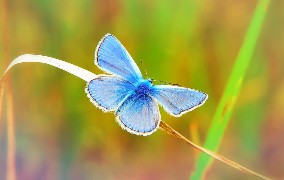 polyommatus icarus, insect, tom, butterfly day, animals, nature HD wallpaper