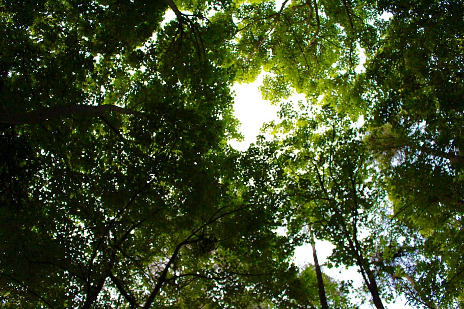 tree, forest, leaf, leaves, greenery, sunlight, outdoor, focus HD wallpaper