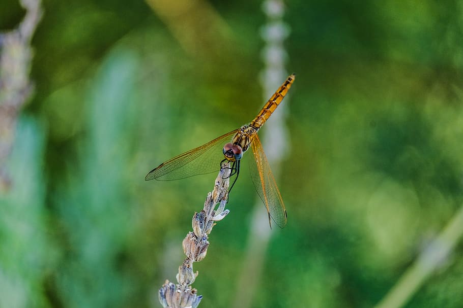 Gold Dragon Fly, bug, dragonfly, insect, little, macro, invertebrate HD wallpaper