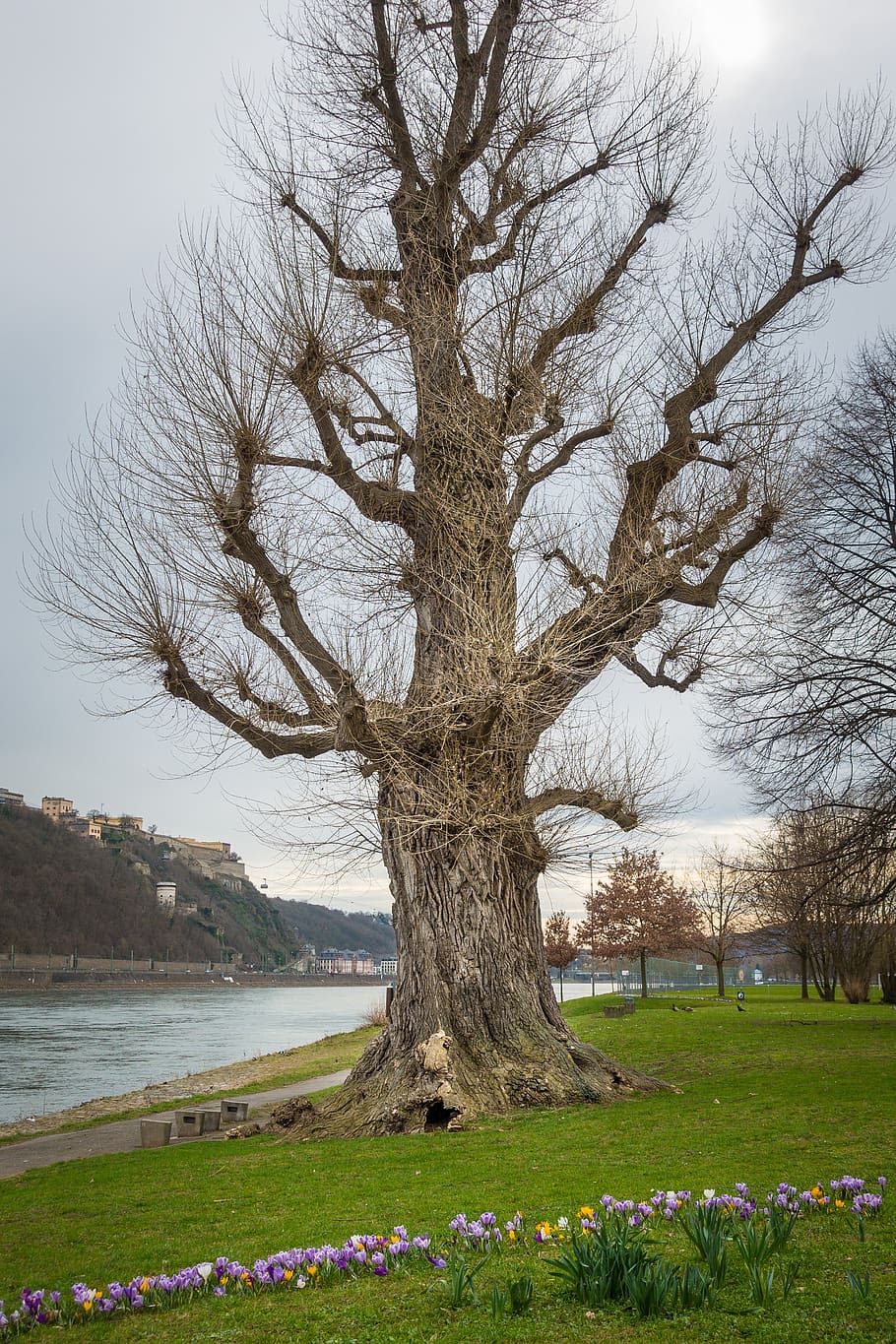 tree, park, rhine, koblenz, flowers, plant, bare tree, nature, HD wallpaper
