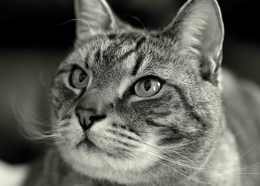 Grayscale Photography of Tabby Cat, black-and-white, pet, animal HD wallpaper