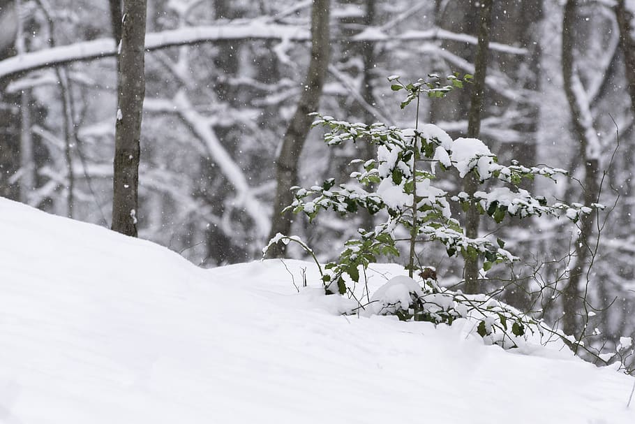 nature, outdoors, tree, snow, winter, plant, forest, storm HD wallpaper