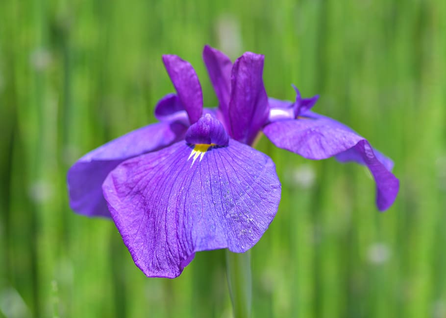 iris, flower, violet, green, plant, garden, macro, flowering plant HD wallpaper