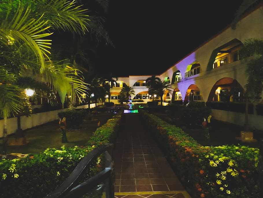 night, night sky, lights, green, resort, vacation, plant, tree HD wallpaper