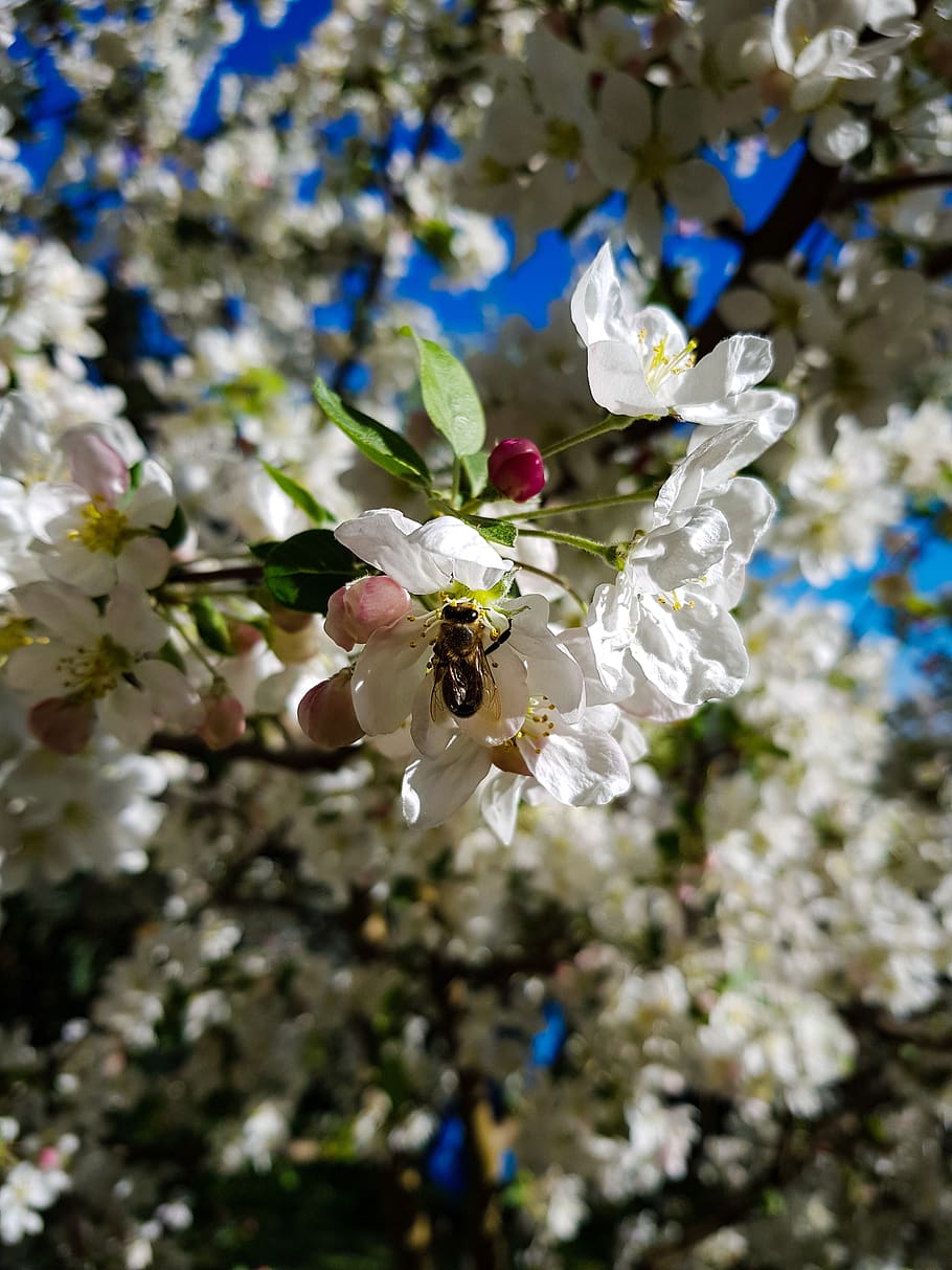 bee, flower, white, tree, insect, embellishment, fragility HD wallpaper