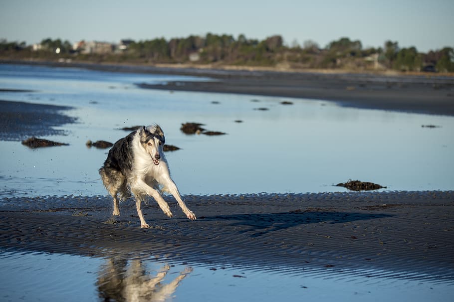borzoi, dog, animals, race, greyhound, winter, sea, blue, shadow HD wallpaper