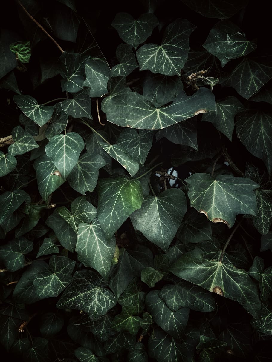 pattern, snapshot, germany, filtered, green, nature, mobile shot HD wallpaper