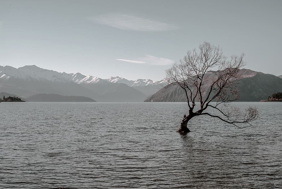 winter, background, lone, moody, new zealand, view, mother nature HD wallpaper