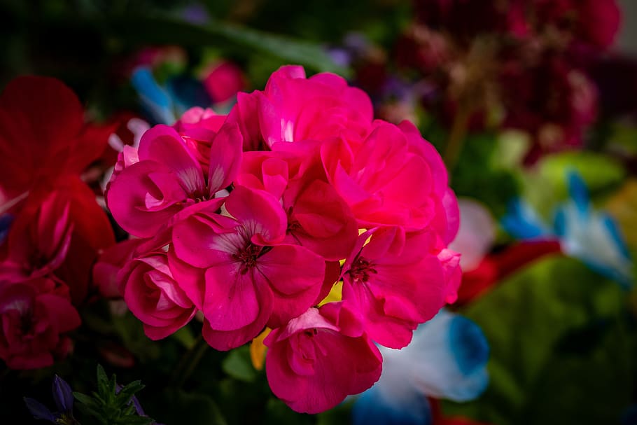 geranium, calliope, flower, spring, garden, blossom, flowering plant HD wallpaper