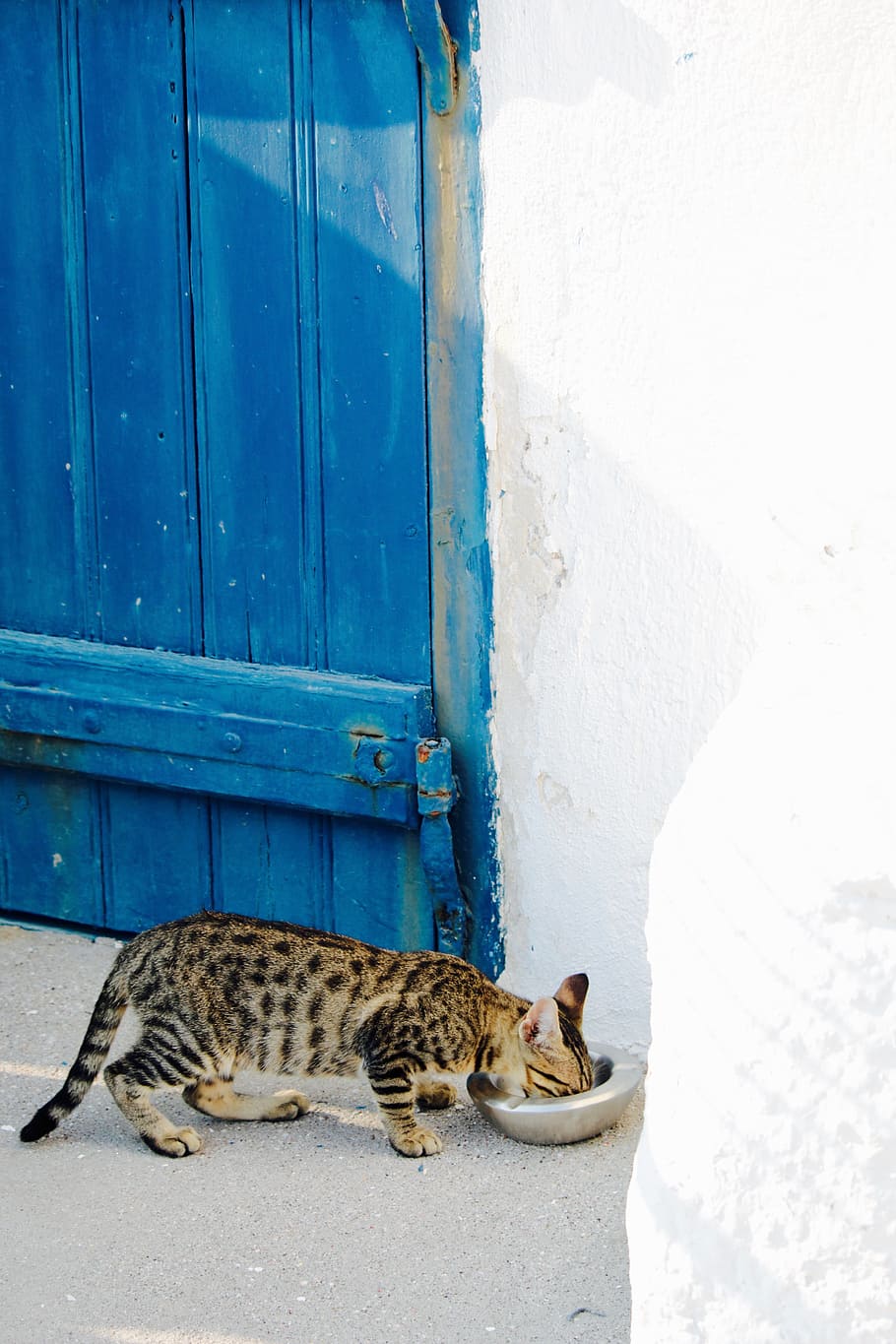 brown tabby cat eating beside wall, feline, bowl, food, door, HD wallpaper