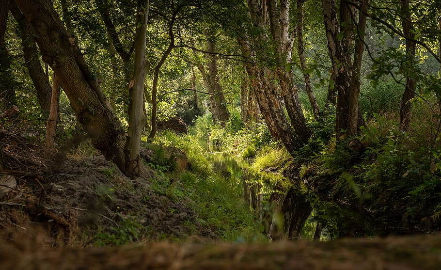brook landscape, forest, trees, waters, nature, light, sunbeam HD wallpaper