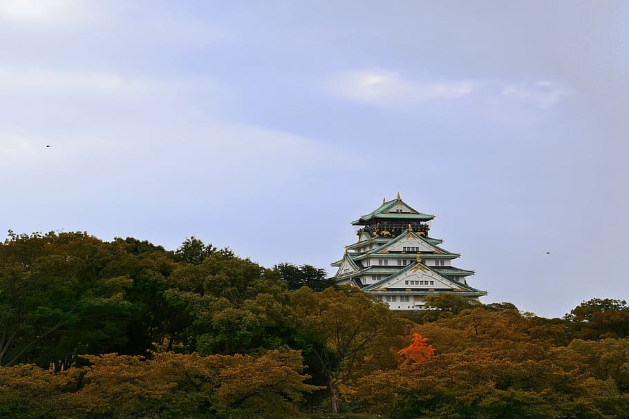 plant, tree, built structure, architecture, building exterior HD wallpaper