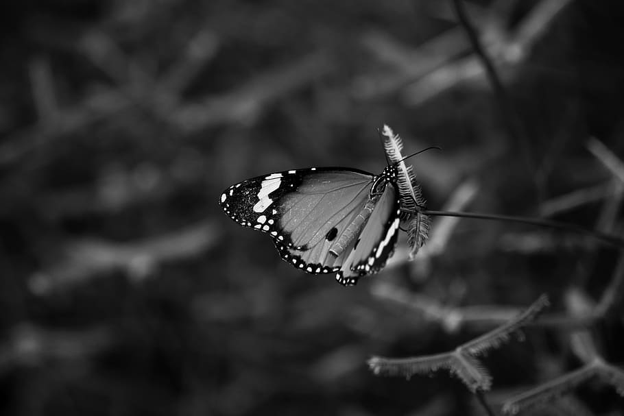 Greyscale Photo of Queen Butterfly on Flower, blur, delicate HD wallpaper