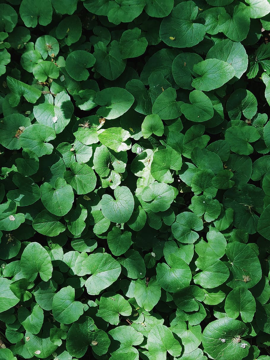 Green-leafed Plant, botanical, bright, close-up, color, environment HD wallpaper