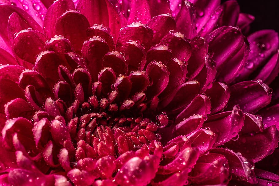 macro, drip, close up, blossom, bloom, plant, drop of water HD wallpaper