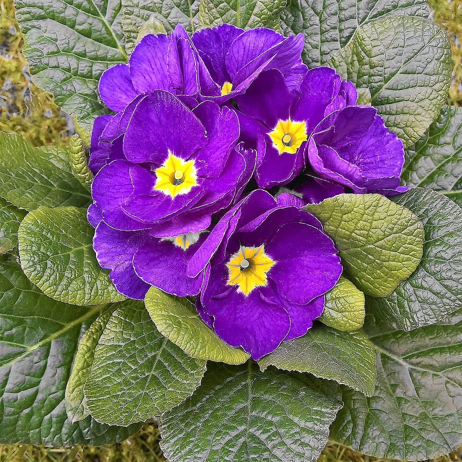 primrose, spring flower, potted plant, early bloomer, blue-violet flowers, HD wallpaper