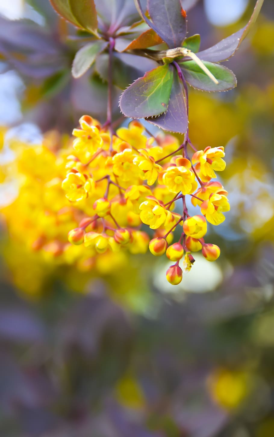 flower, nature, yellow, spring, blossom, plant, branch, botanic HD wallpaper