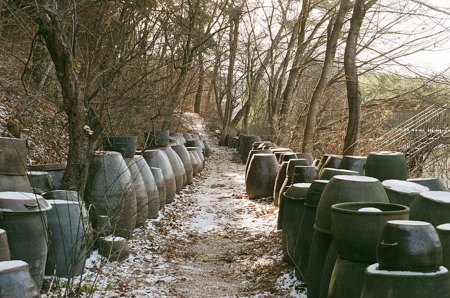film, plant, tree, in a row, no people, day, nature, bare tree HD wallpaper