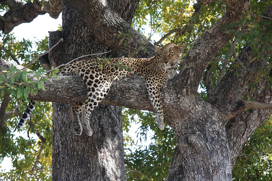 south africa, duluni, leopard, tree, hunt, animal, predator HD wallpaper