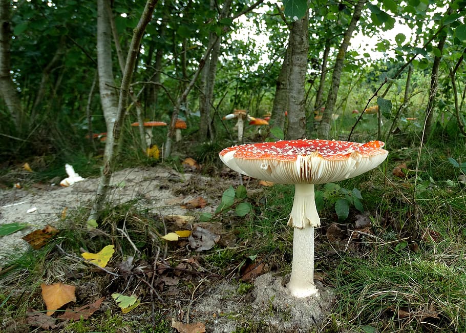 fly agaric, mushroom, forest, flocked, red, autumn, fungus HD wallpaper
