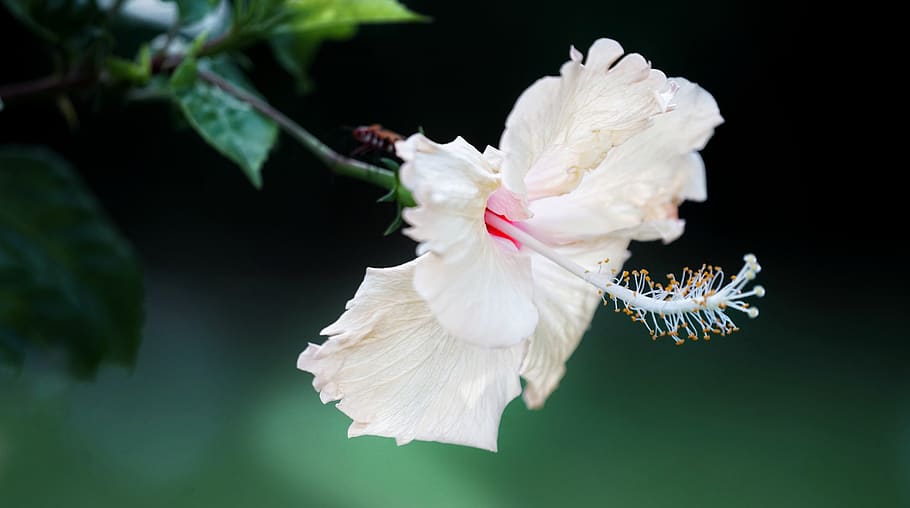 white, hibiscus, blooming, great, elegant, flora, closeup, flower HD wallpaper