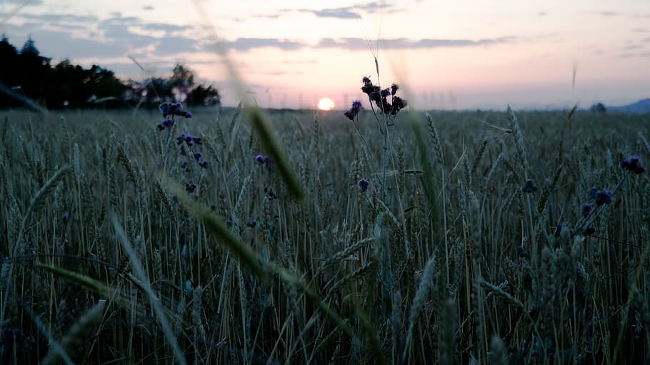 sun, sunset, herb, plant, grass, fade, fade out, field, growth HD wallpaper